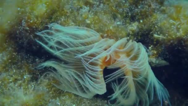 Bright Tentacles Red Spotted Horseshoe Smooth Tubeworm Protula Tubularia Sway — Stock video