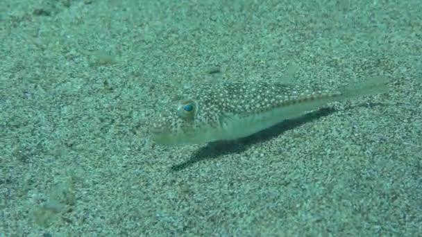 Yellowspotted Puffer Studded Pufferfish Torquigener Flavimaculosus Slowly Floats Sandy Bottom — ストック動画