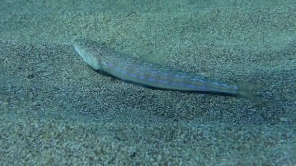 大西洋蜥蜴 Atlantic Lizardfish 或蓝鳍蜥蜴 Bluestriped Lizard Synodus Saurus 位于沙底 太阳光 — 图库视频影像