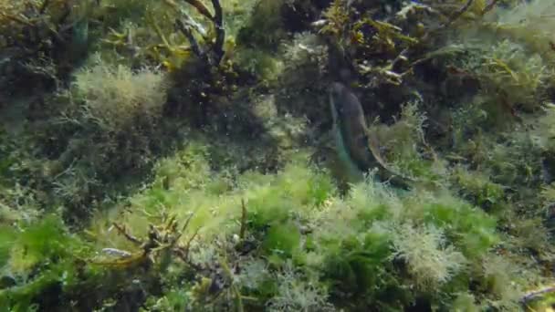 African Rainbow Wrasse Mediterranean Rainbowfish Coris Julis Searches Food Rock — Stock Video