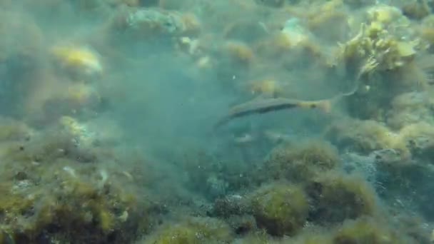 Uno Stormo Anulare Diplodus Annularis Segue Pesce Caprino Del Mar — Video Stock
