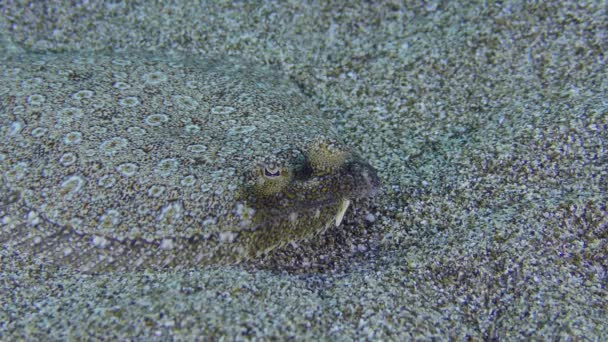Geniş Gözlü Flounder Bothus Podas Kumlu Zeminde Uzanır Göz Hareketi — Stok video