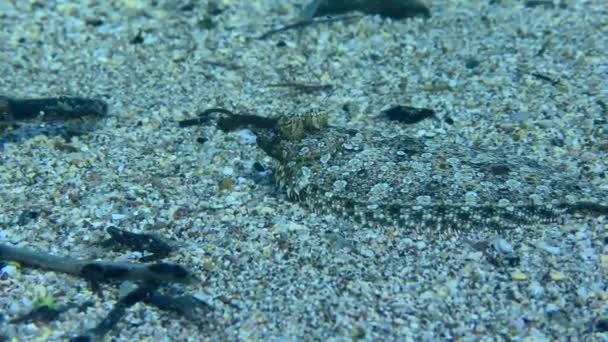 Παρουσία Ενός Σκοτεινού Αντικειμένου Κοντά Στο Wide Eyed Flounder Bothus — Αρχείο Βίντεο