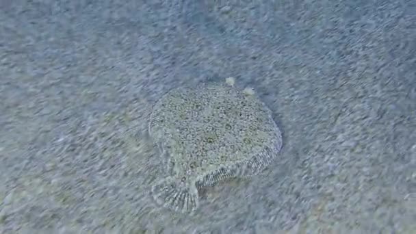 Camera Follows Wide Eyed Flounder Bothus Podas Floats Sandy Bottom — Video Stock