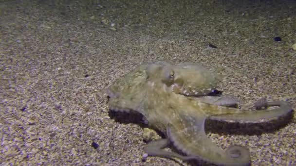 Deniz Yaşamı Ahtapot Octopus Vulgaris Dokunaçlarıyla Parmak Hareketi Kumlu Taban — Stok video
