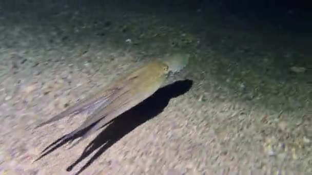 Θαλάσσια Ζωή Κοινό Χταπόδι Octopus Vulgaris Κολυμπά Πάνω Από Αμμώδη — Αρχείο Βίντεο