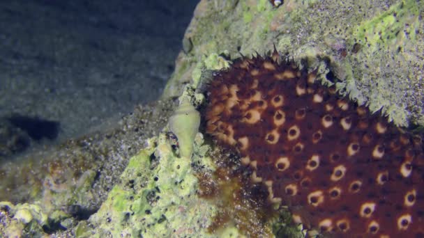 Переменный Морской Огурец Holothuria Sanctori Медленно Ползает Скалистому Дну — стоковое видео