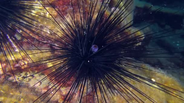 Undersea Scene Black Longspine Urchin Long Spined Urchin Diadema Setosum — ストック動画