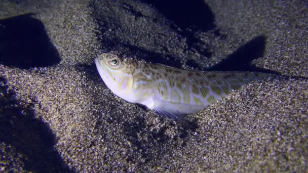 Caçador Noturno Greater Weever Trachinus Draco Espera Por Sua Presa — Vídeo de Stock