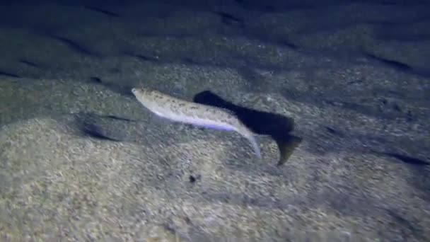 Cena Submarina Greater Weever Trachinus Draco Nada Lentamente Sobre Fundo — Vídeo de Stock