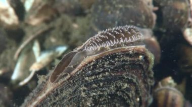 Nehrin dibindeki tatlı su bivalfli Kuğu midyesi (Anodonta cygnea) kapanıyor ve suyu filtrelemek için bir hortum açıyor..