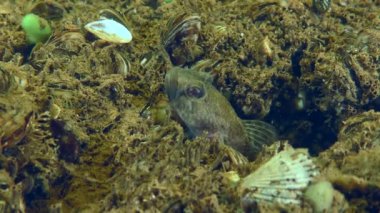 Erkek bir yarışçı goby ya da Goad goby (Babka gymnotrachelus) yuvasından çıkar ve pektoral yüzgeçleriyle suyu havalandırır..