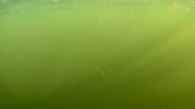 Güneşin ışınları nehir su kolunda sallanıyor, akıntı durgun madde parçacıkları ve su bitkilerinin parçalarını taşıyor.