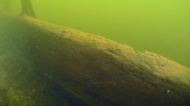 Arkeolojik araştırma: kamera ahşap bir geminin tahtası boyunca yavaşça hareket ediyor, çerçevelerin tepeleri tahtanın üzerinde, Dinyeper Nehri, Ukrayna.