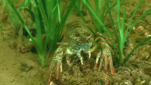 European Crayfish Astacus Astacus Bottom Green Aquatic Plants Close — 图库视频影像