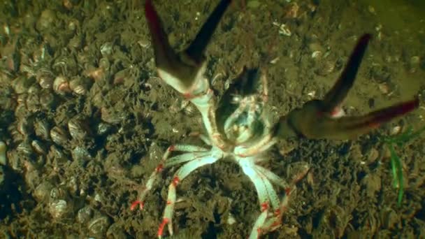 Danube Crayfish Pontastacus Leptodactylus Makes Threatening Movements Its Claws River — Video Stock