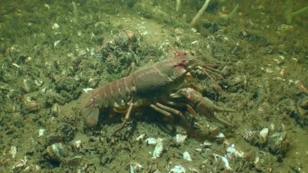 Danube Crayfish Pontastacus Leptodactylus Crawls River Bottom Periodically Feeling Bottom — Stockvideo