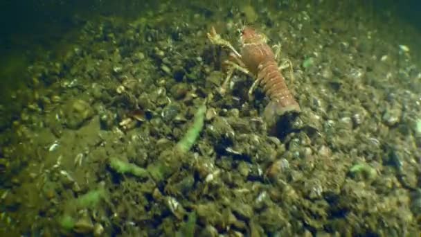 Broad Clawed Crayfish Astacus Astacus Crawls Quickly River Bottom Top — Stok video