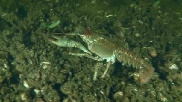 Broad Clawed Crayfish Astacus Astacus Crawling River Bed Covered Zebra — Αρχείο Βίντεο