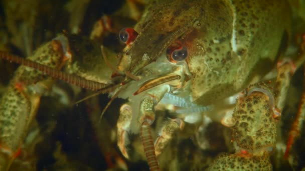 Danube Crayfish Pontastacus Leptodactylus River Bottom Portrait — Video