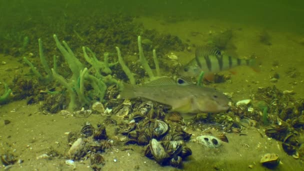 Goby Neogobius Melanostomus Perch Perca Fluviatilis Search Food Bottom River — Vídeos de Stock
