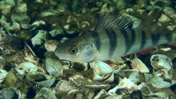Fish Barsch Poleiro Europeu Perca Fluviatilis Encontra Parte Inferior Coberta — Vídeo de Stock