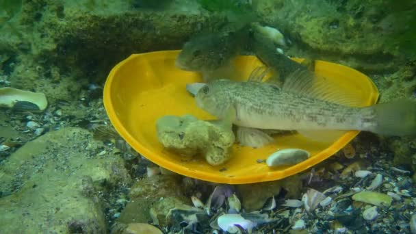 Poluição Plástica Lagoa Peixes Goby Entre Resíduos Plástico Fundo Mar — Vídeo de Stock