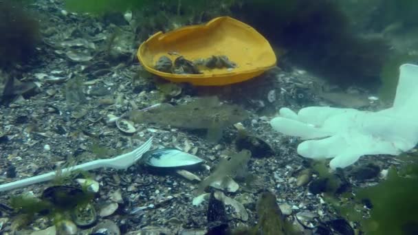 Poluição Plástica Mar Peixes Goby Examinar Uma Placa Plástico Deitado — Vídeo de Stock