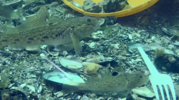 プラスチック汚染 海底のプラスチック廃棄物の中のゴビー魚 クローズアップ — ストック動画