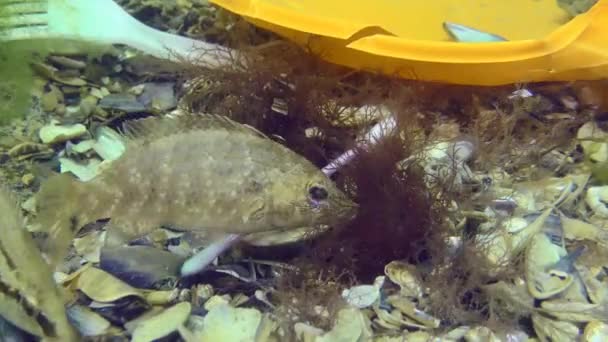 Plast Förorening Havet Wrasse Fisk Reproducera Bland Plast Skräp Havsbotten — Stockvideo