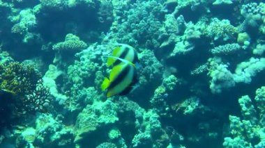 Bir çift Kızıl Deniz Sancak Balığı (Heniochus intermedius) mercan resifi boyunca senkronize bir şekilde yüzer..