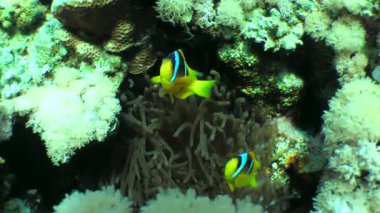 İki Twoband anemonbalığı (Amphiprion bicinctus) yavaşça deniz şakayığının etrafında dönerler..