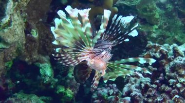 Aslan Balığı (Pterois volitans), mercan resifinin gölgesinde yavaşça döner..