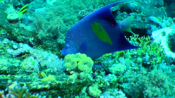 Colorido Halfmoon Angelfish Pomacanthus Maculosus Lentamente Vira Frente Câmera Afasta — Vídeo de Stock