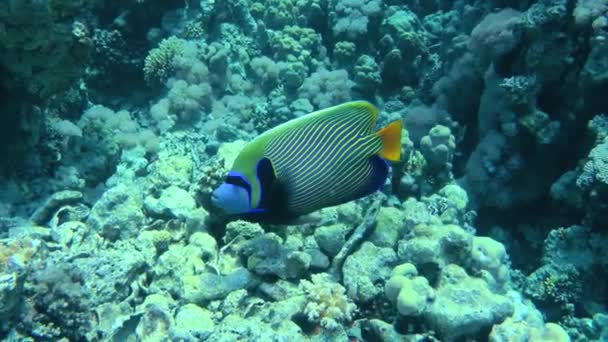 Jasny Piękny Cesarz Angelfish Imperator Pomacanthus Szuka Pożywienia Przez Gryzienie — Wideo stockowe