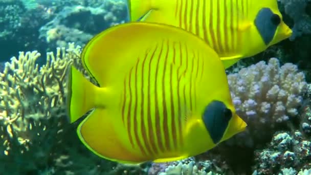 Ein Paar Leuchtend Gelber Blaueckfalterfische Chaetodon Semilarvatus Vor Einem Korallenriff — Stockvideo