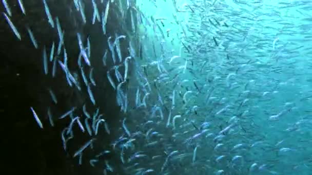 Massive School Small Fish Hardyhead Silverside Moves Coral Reef Opening — Wideo stockowe