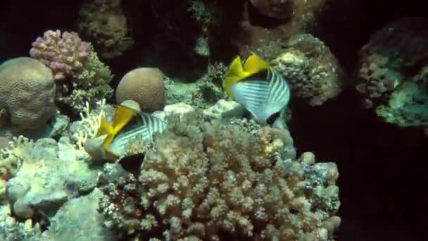Bir Çift Parlak Threadfin Kelebeği Chaetodon Auriga Mercan Resifi Boyunca — Stok video