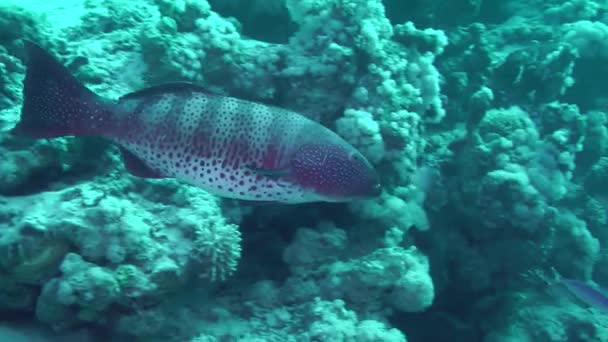 Luipaardgroep Plectropomus Pessuliferus Zwemt Langzaam Langs Koraalrif Muur Grote Exemplaren — Stockvideo