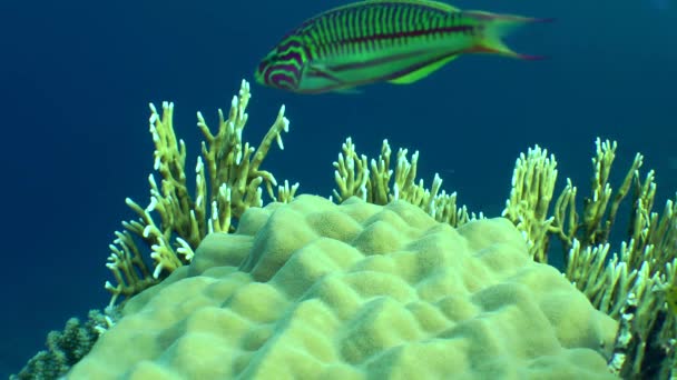 Brightly Colored Klunzinger Wrasse Thalassoma Rueppellii Floats Backdrop Picturesque Coral — Stock Video