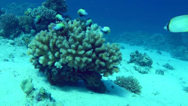 School Marginate Dascyllus Dascyllus Marginatus Swims Bush Hard Coral Case — Vídeos de Stock