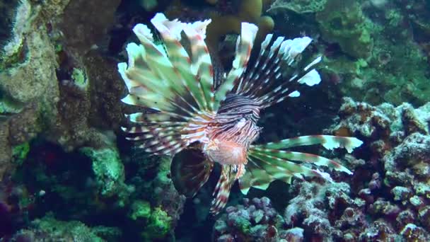 Common Lionfish Pterois Volitans Turns Slowly Shade Top Coral Reef — Stockvideo