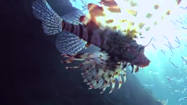 Hunting Common Lionfish Pterois Volitans Widened Fins Lionfish Slowly Swims — Stock video