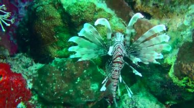 Genişletilmiş yüzgeçleri mercan resiflerinin arka planında dikey olarak yüzen renkli Aslan Balığı (Pterois volitans). Hareketler İspanyol dans adımlarını anımsatıyor, yakın plan..