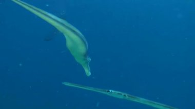 Bluespotted cornetfish (Fistularia ticari sonii), Güneş ışınları tarafından nüfuz edilen mavi bir su sütunun zemininde yüzer..