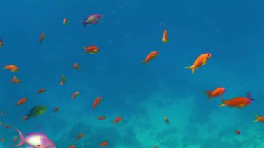 Erkek ve dişi deniz altınları (Pseudanthias squamipinnis) mavi suların arka planına karşı planktonlarla beslenirler, orta ölçekli..