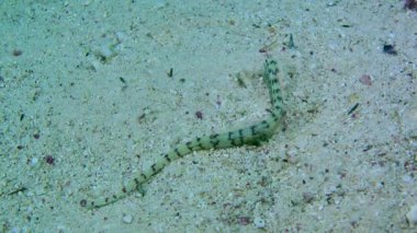 Network Pipefish (Corythoichthys flavofasciatus) is one of the rarest Red Sea fish species.
