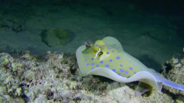 Blue-spotted Stingray (Taeniura lymma) explores the sandy bottom for food and finds something, night shot.
