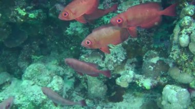 Kamera, mercan kayalıklarında saklanan bir grup Moontail bulleye (Priacanthus hamrur) yavaşça yaklaşır..