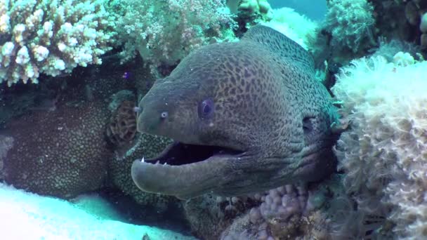 Zbliżenie Olbrzymiego Moray Gymnothorax Javanicus Który Wystawia Głowę Koralowej Szczeliny — Wideo stockowe